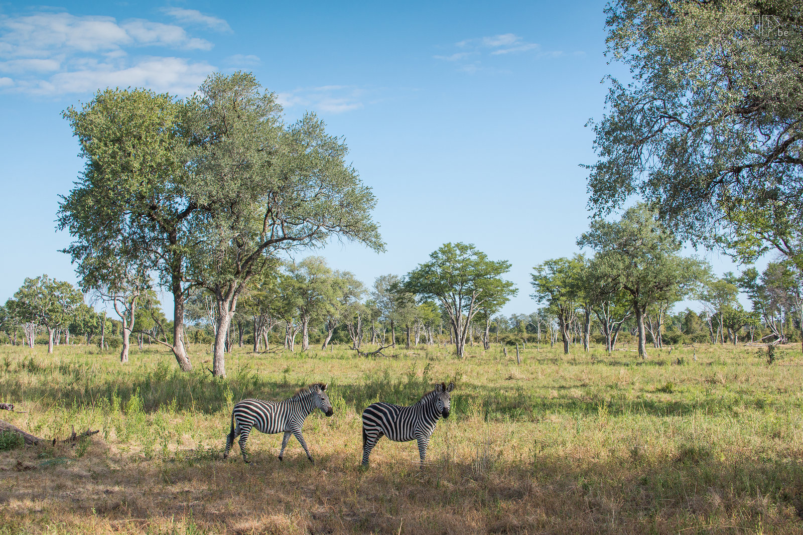 South Luangwa - Zebra's  Stefan Cruysberghs